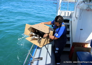 The APSS team does it again